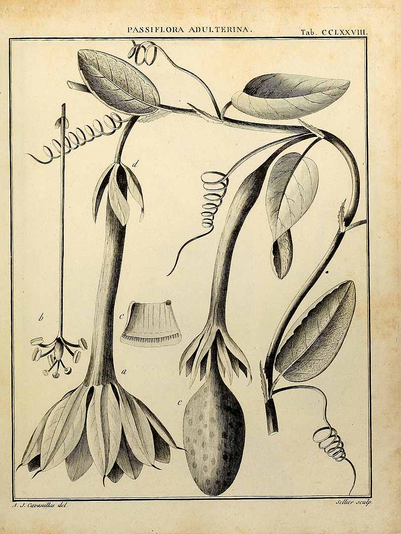 no HD illustration available (3)