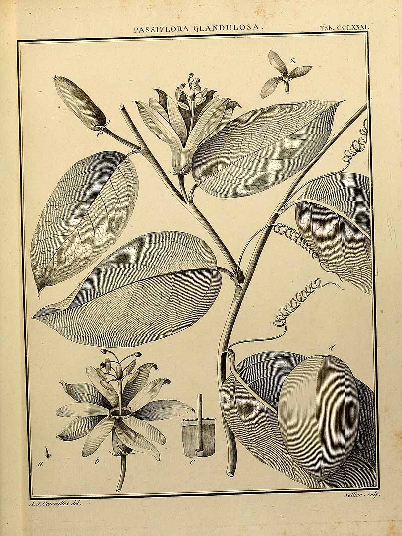 no HD illustration available (3)