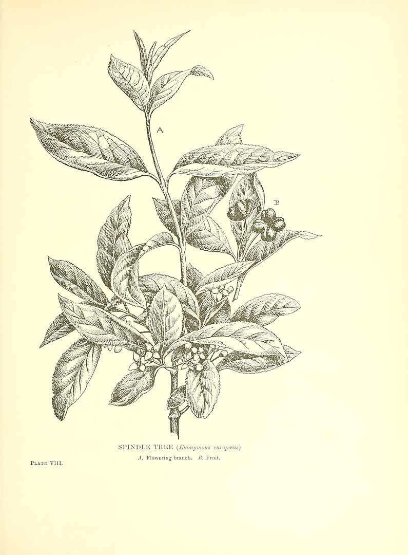 no HD illustration available (3)