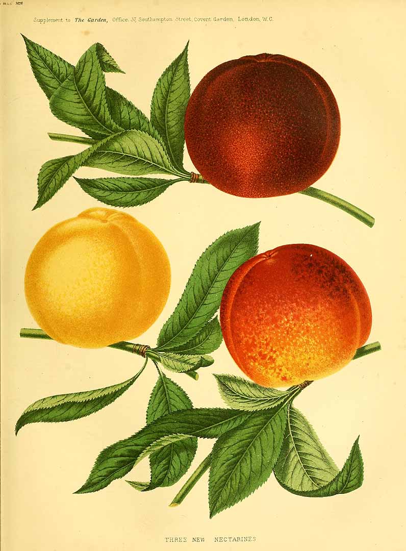 no HD illustration available (3)