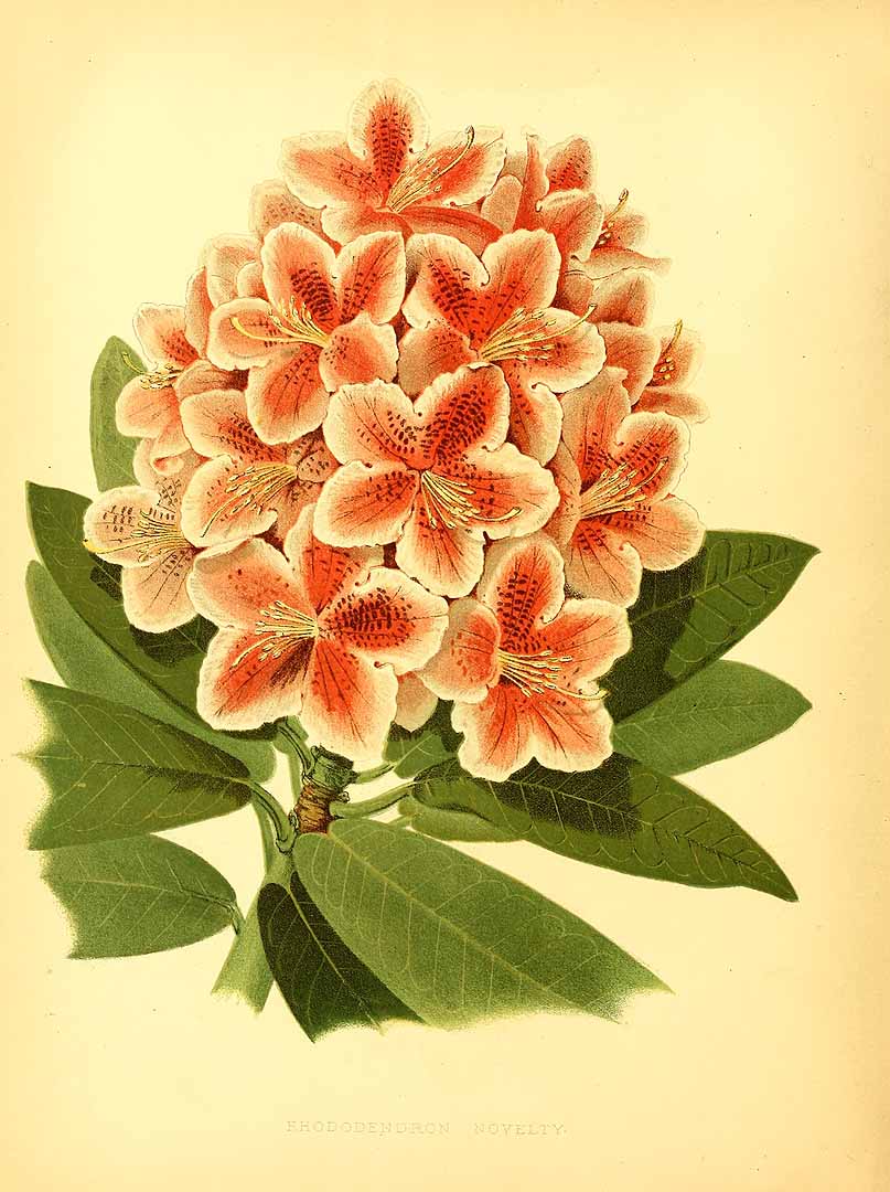 no HD illustration available (3)