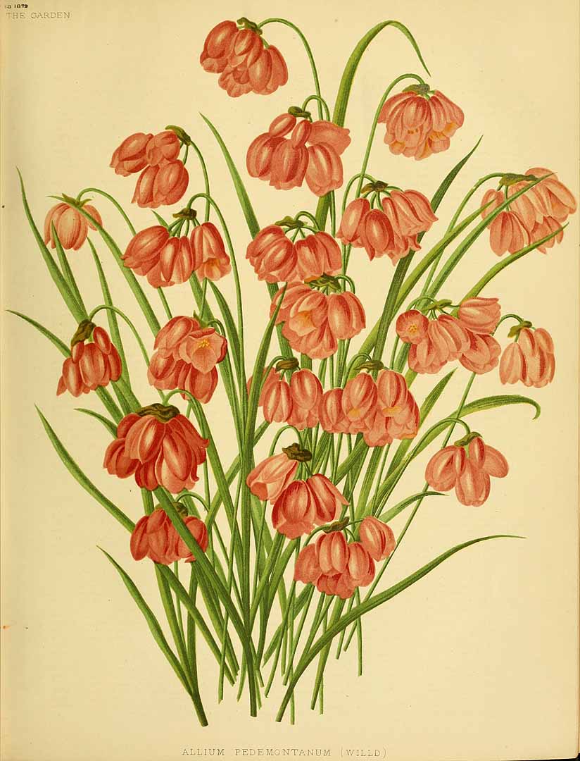 no HD illustration available (3)