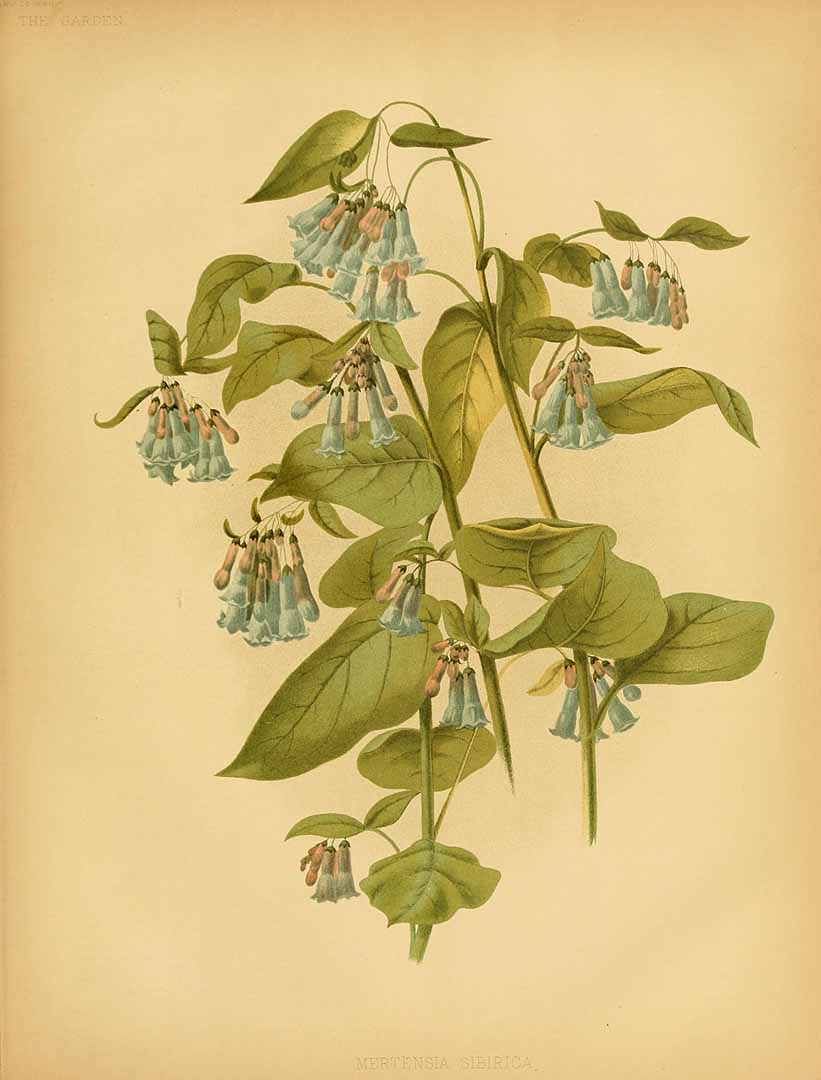 no HD illustration available (3)