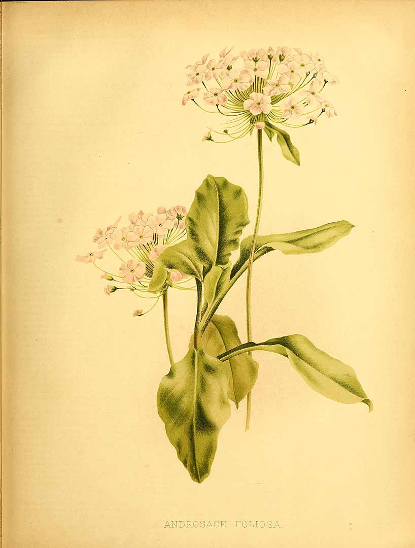 no HD illustration available (3)