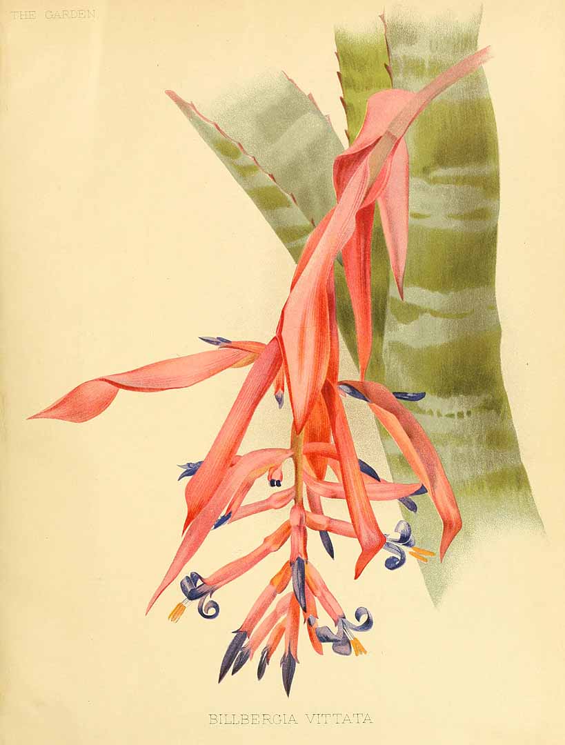 no HD illustration available (3)