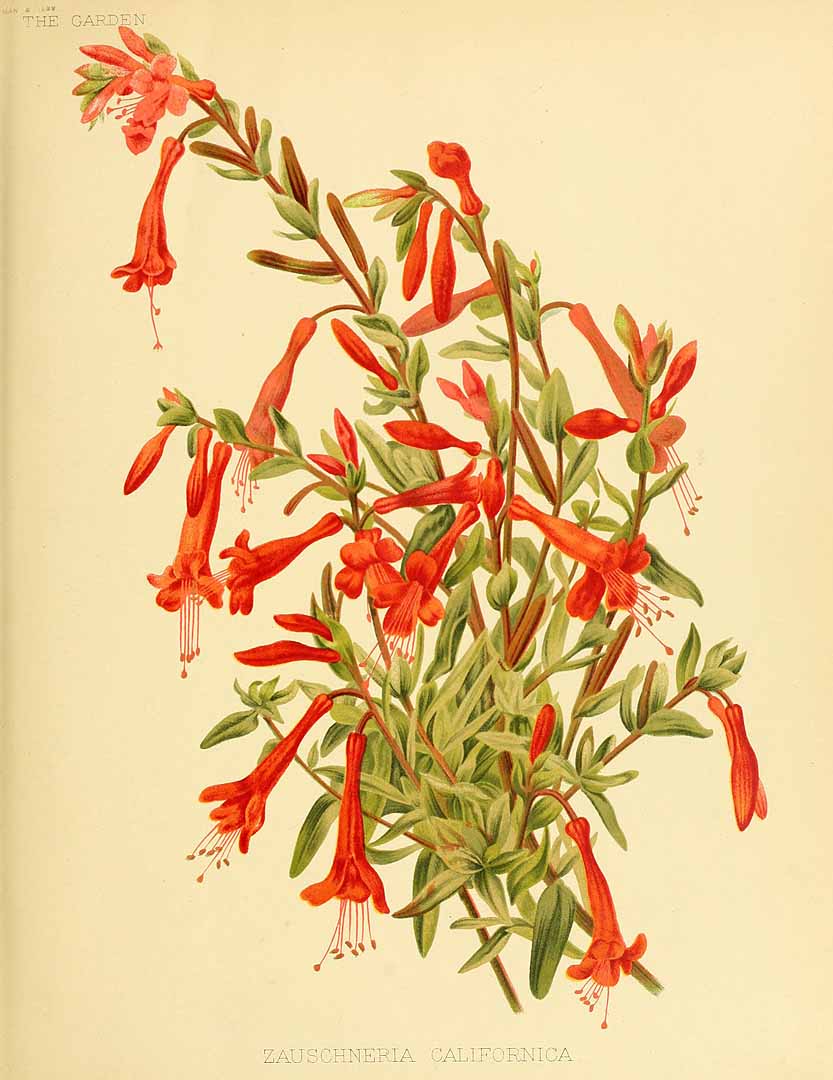 no HD illustration available (3)