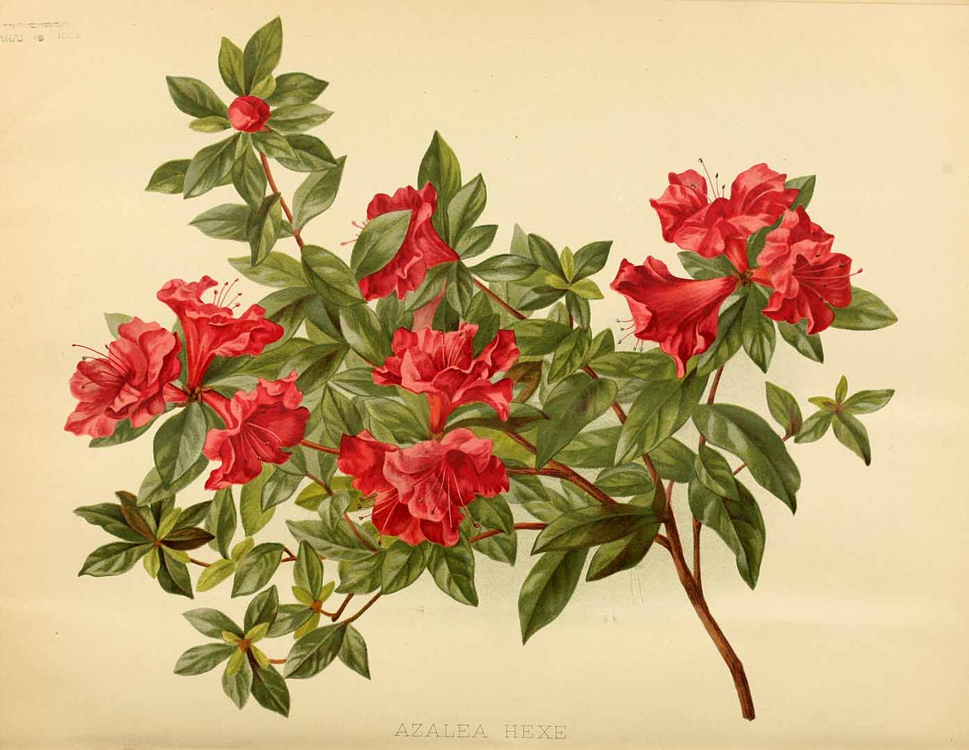 no HD illustration available (3)