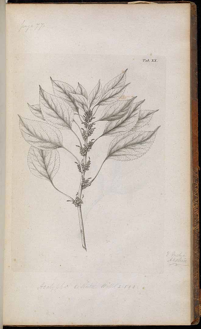 no HD illustration available (3)