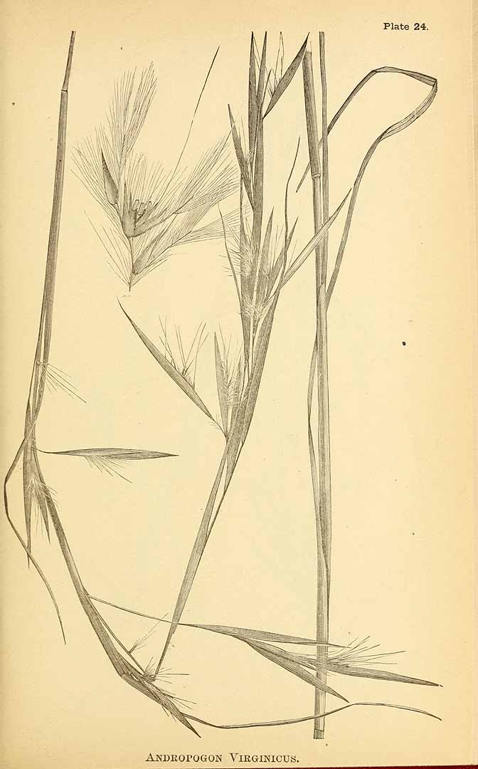 no HD illustration available (3)