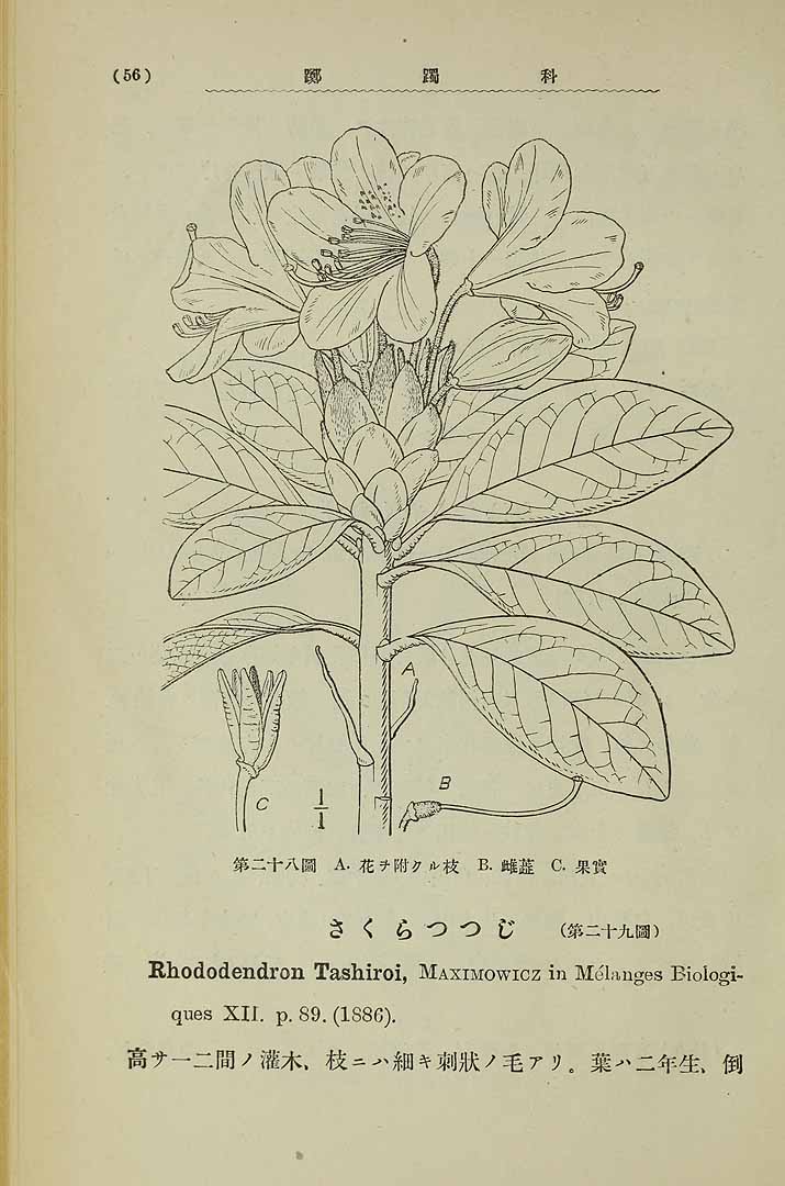 no HD illustration available (3)