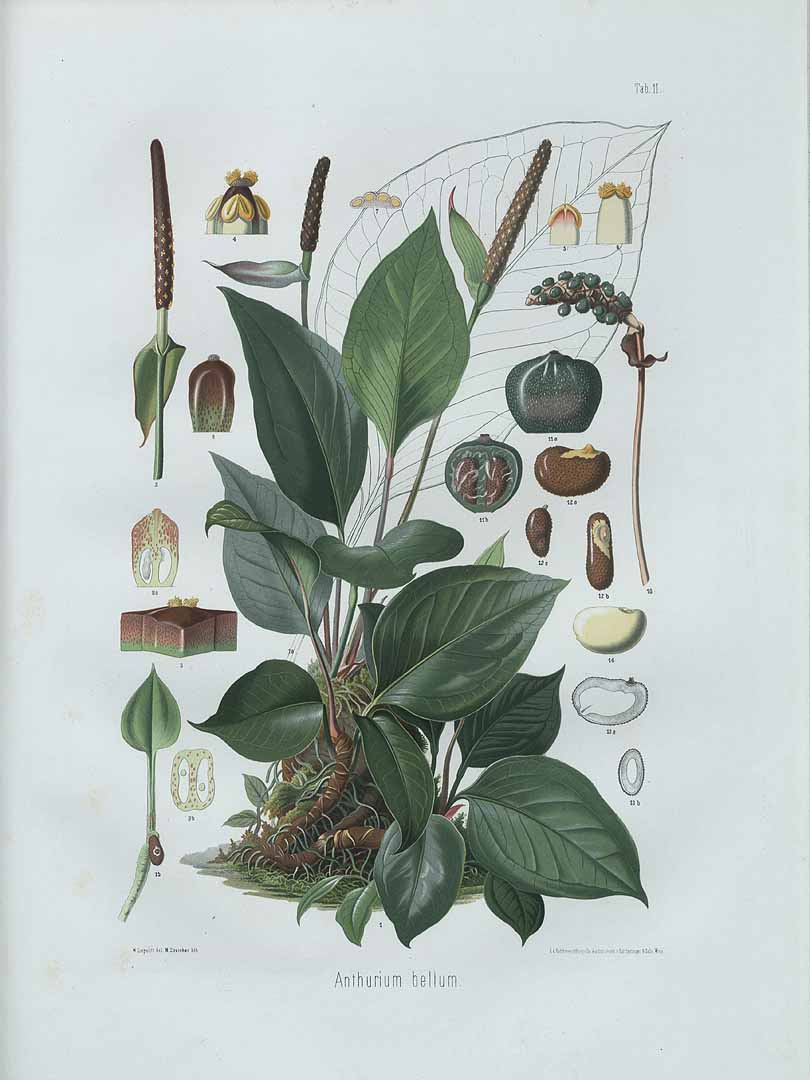 no HD illustration available (3)