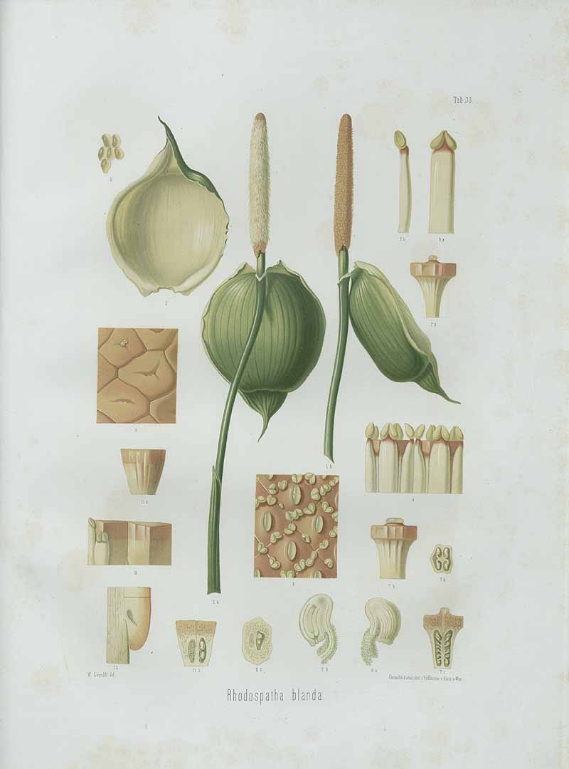 no HD illustration available (3)