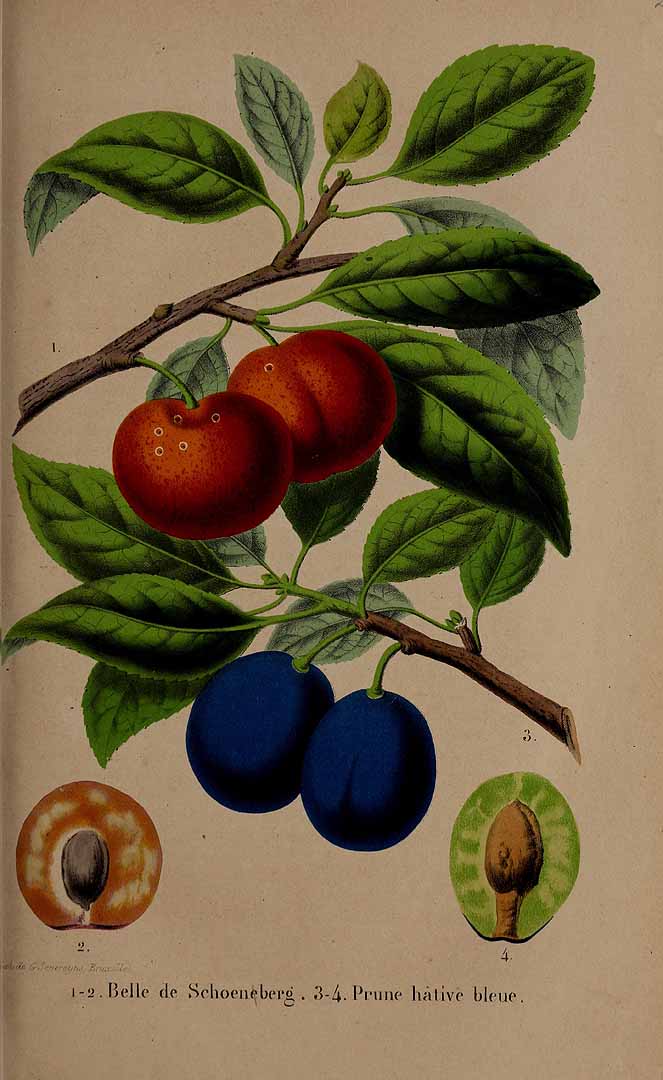 no HD illustration available (3)