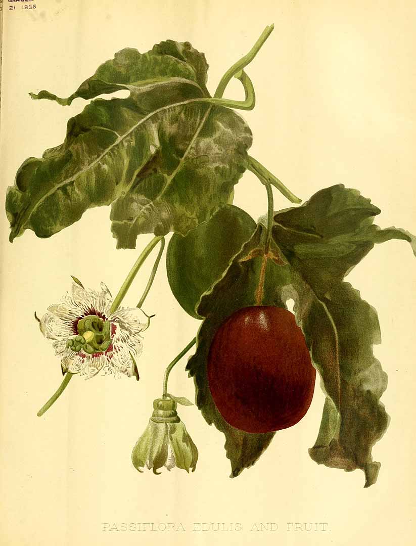 no HD illustration available (3)