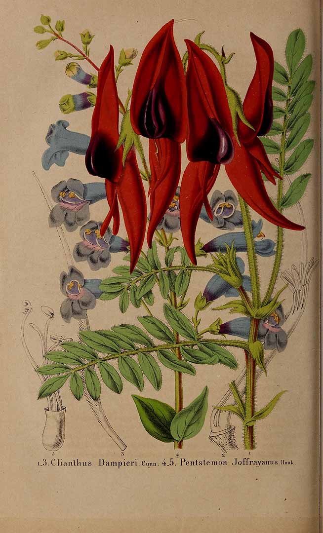 no HD illustration available (3)