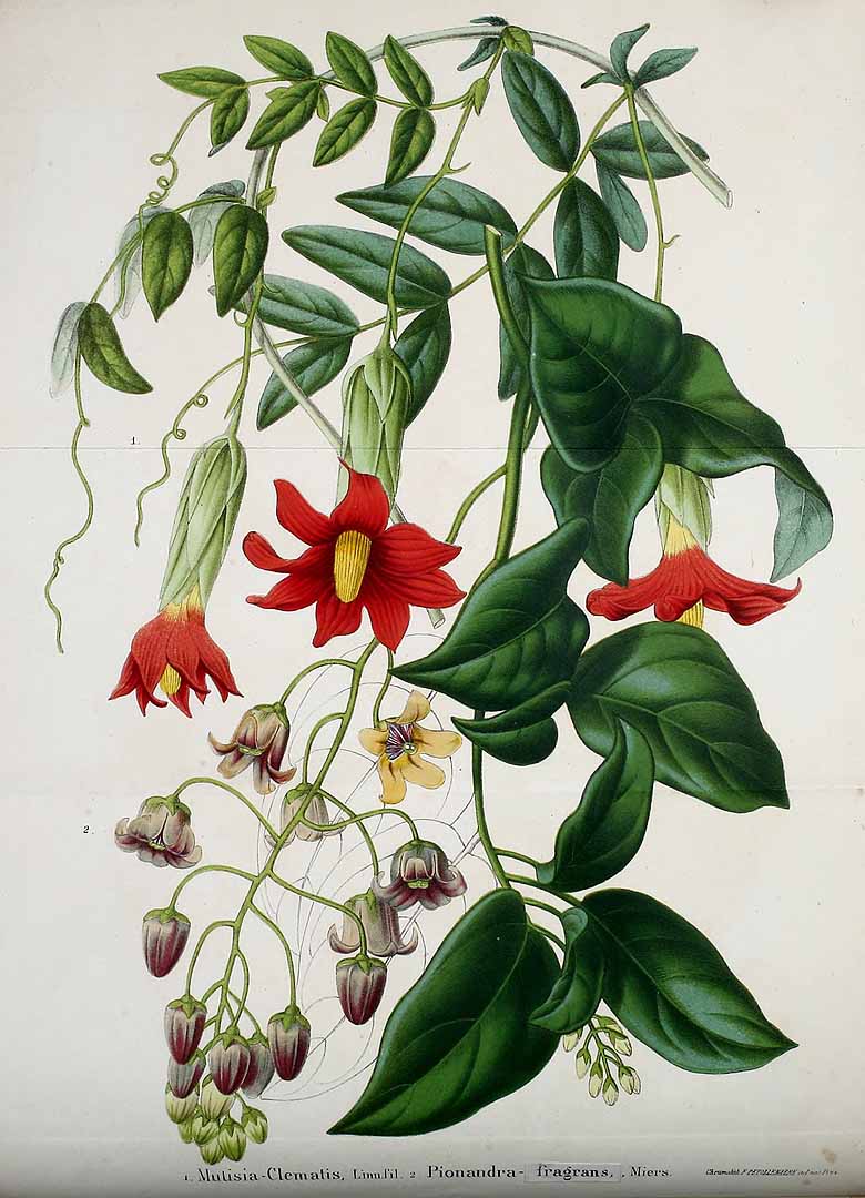 no HD illustration available (3)