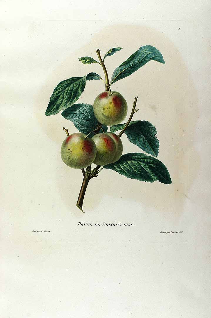 no HD illustration available (3)