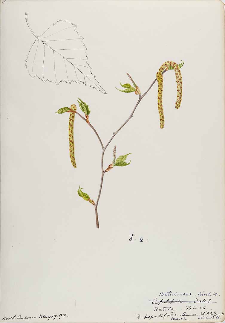 no HD illustration available (3)