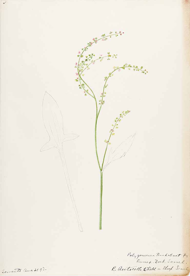 no HD illustration available (3)