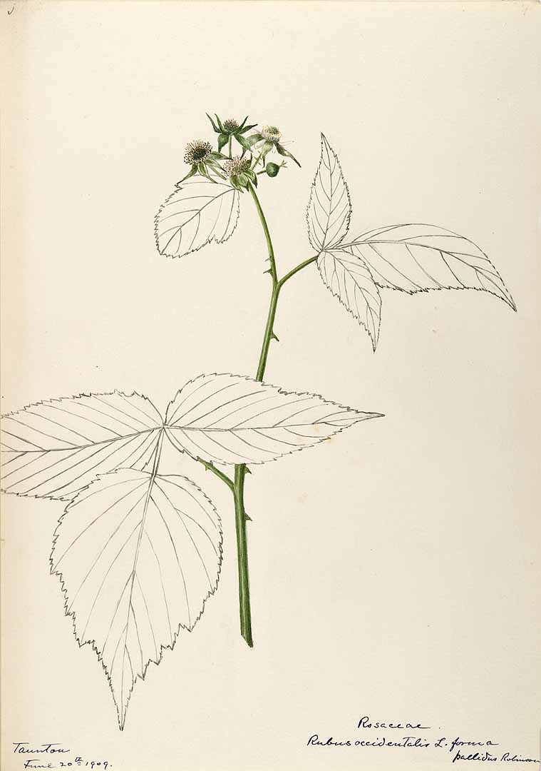 no HD illustration available (3)