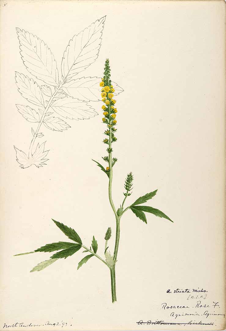 no HD illustration available (3)