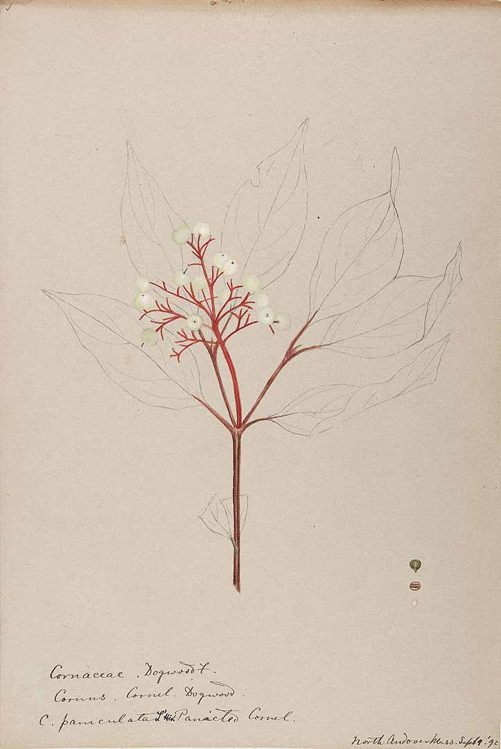 no HD illustration available (3)