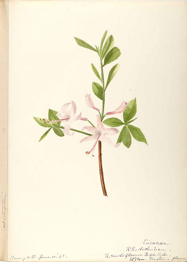 no HD illustration available (3)