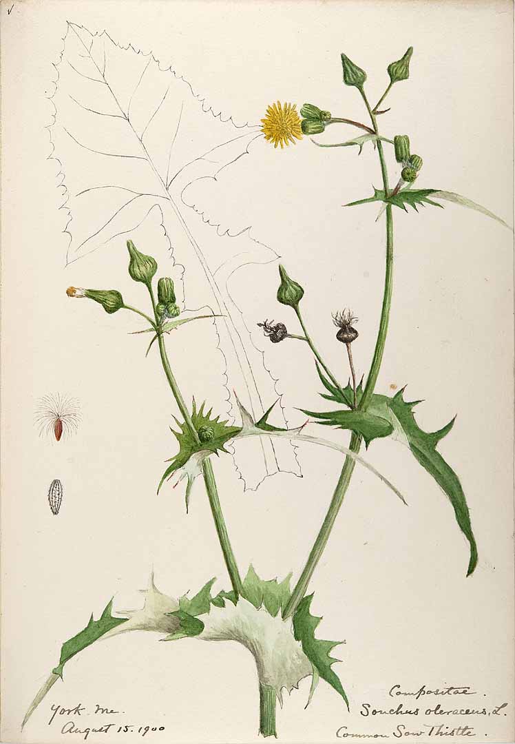 no HD illustration available (3)