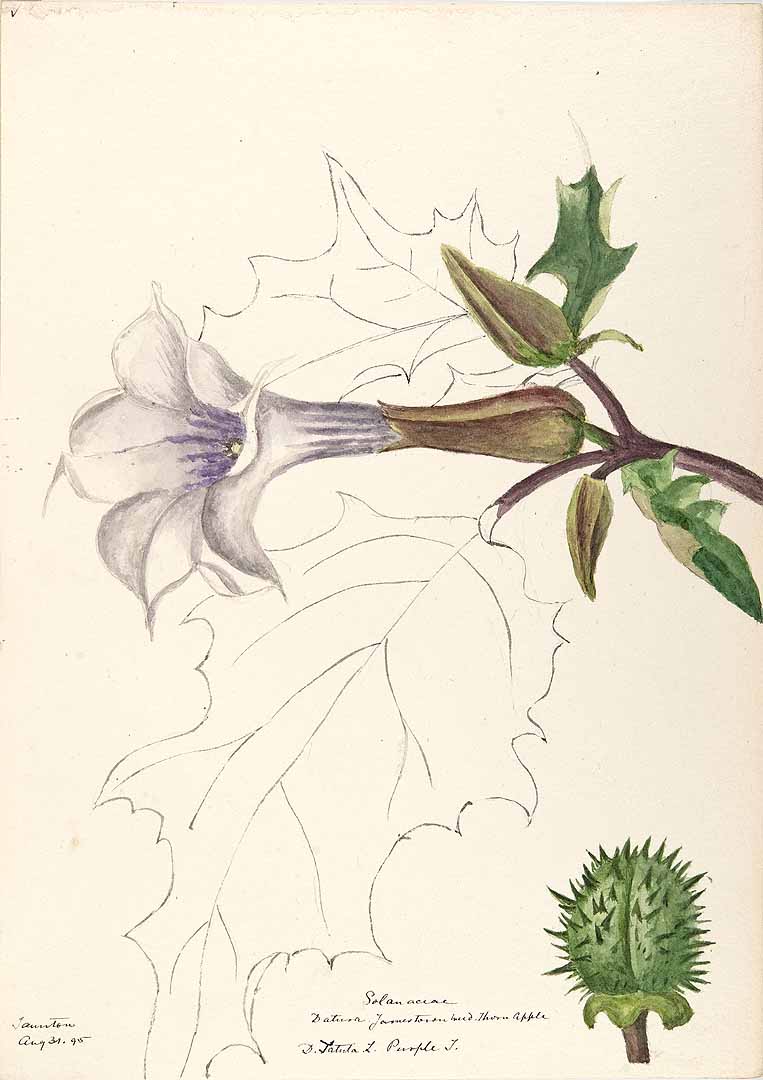 no HD illustration available (3)