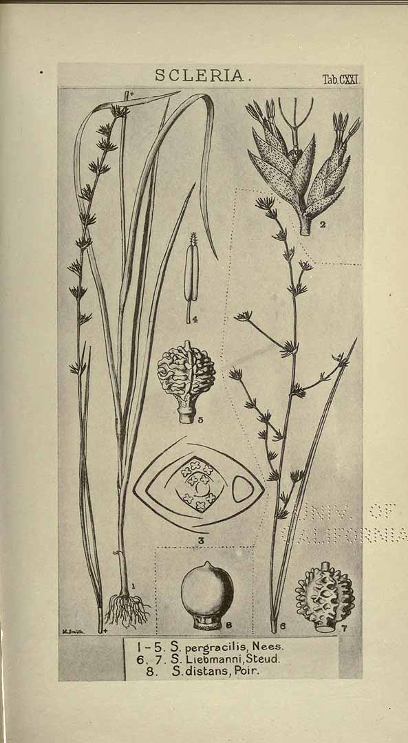 no HD illustration available (3)