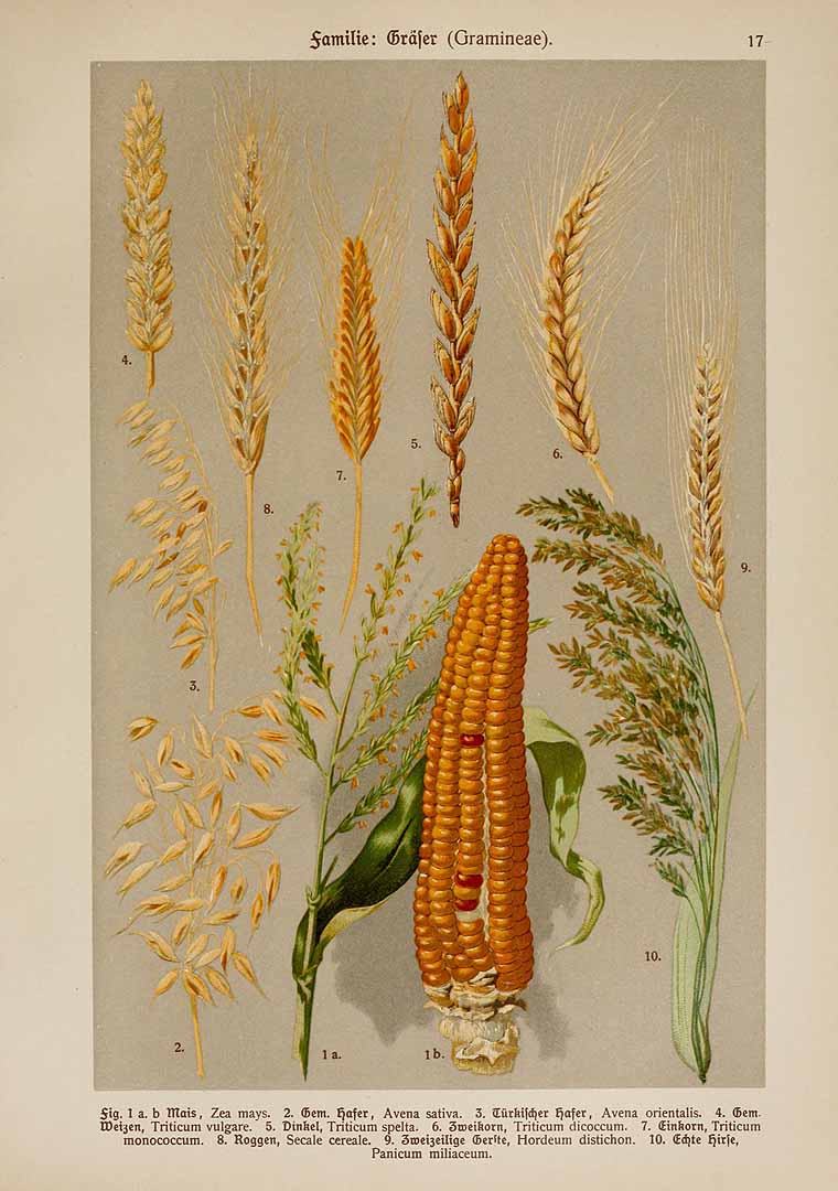 no HD illustration available (3)