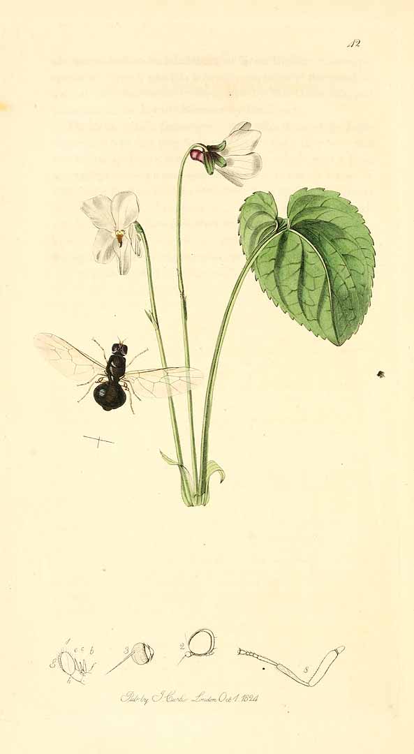 no HD illustration available (3)