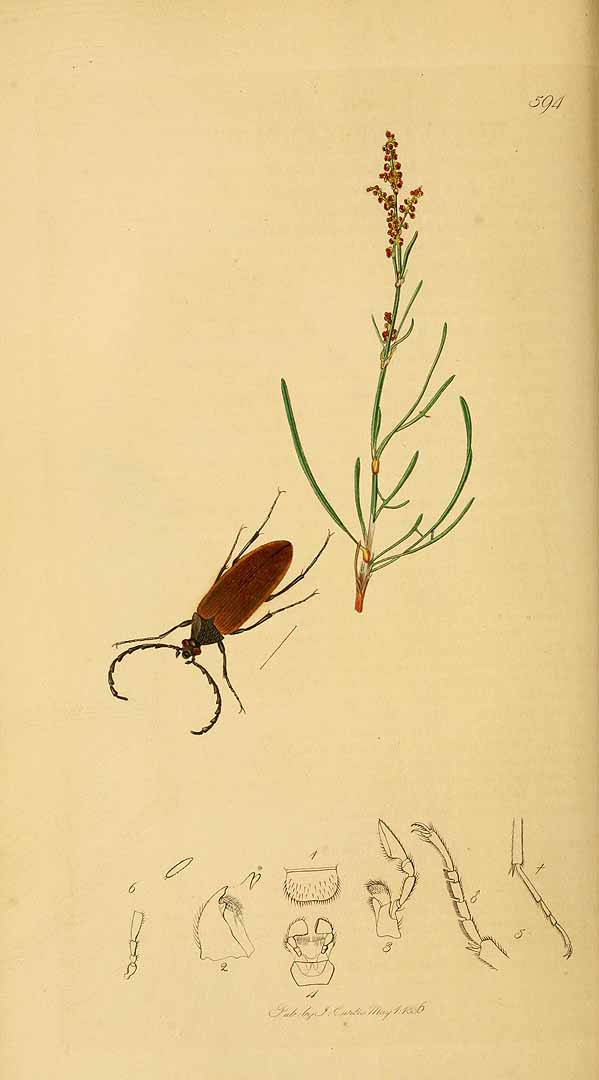 no HD illustration available (3)