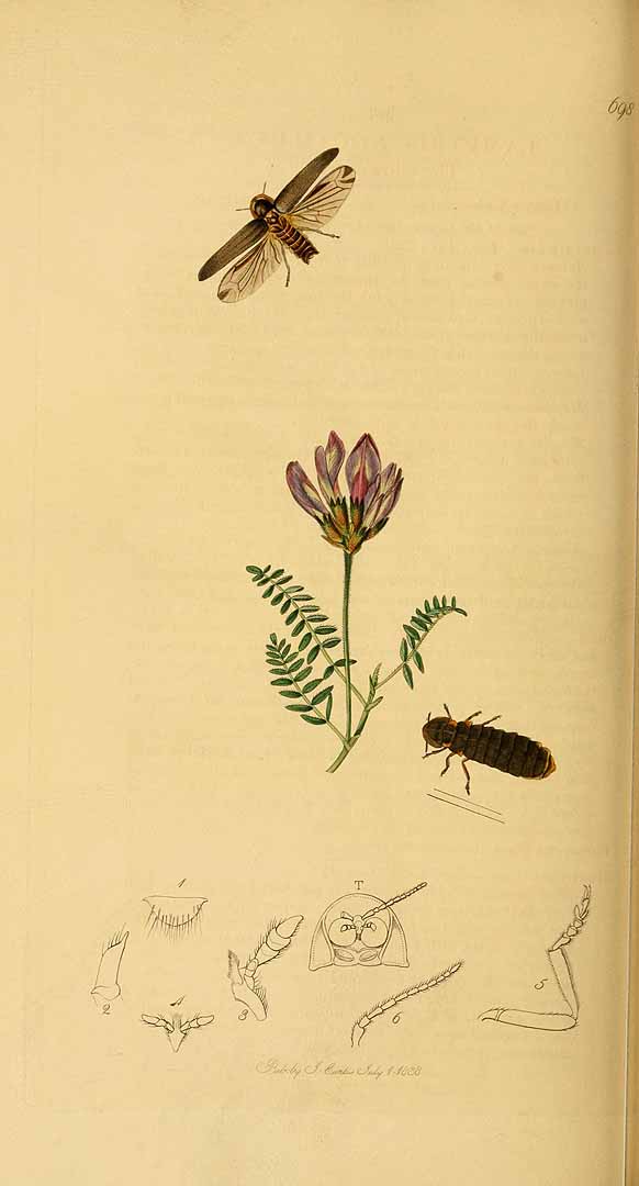 no HD illustration available (3)