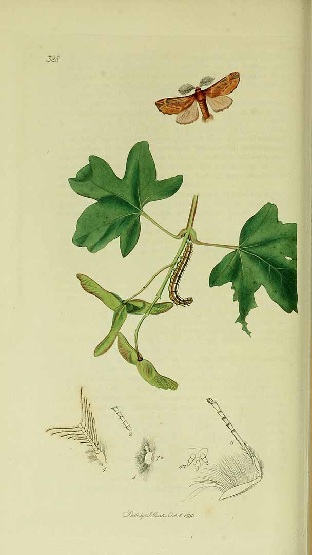 no HD illustration available (3)