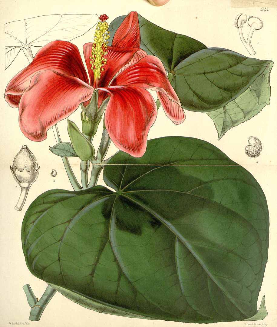 no HD illustration available (3)