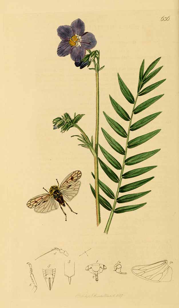 no HD illustration available (3)