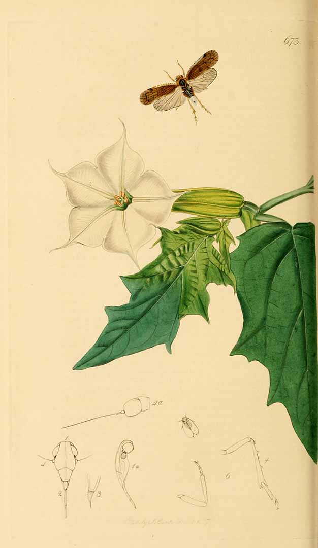 no HD illustration available (3)