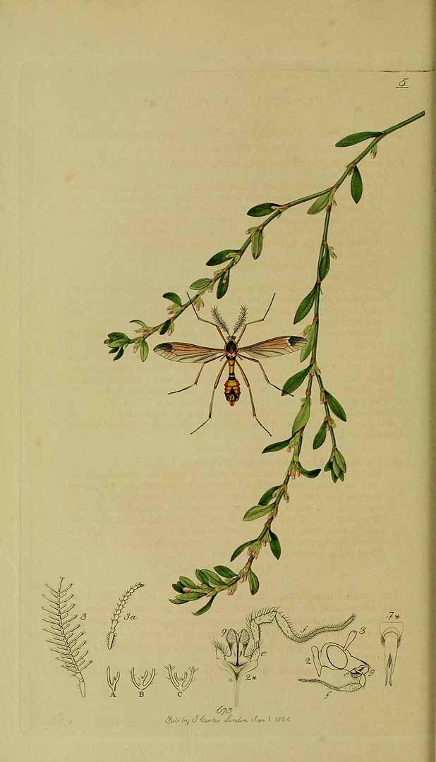 no HD illustration available (3)