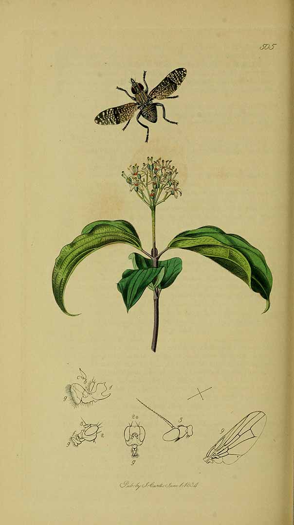 no HD illustration available (3)