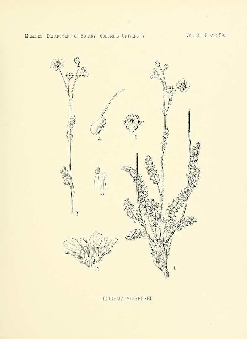 no HD illustration available (3)