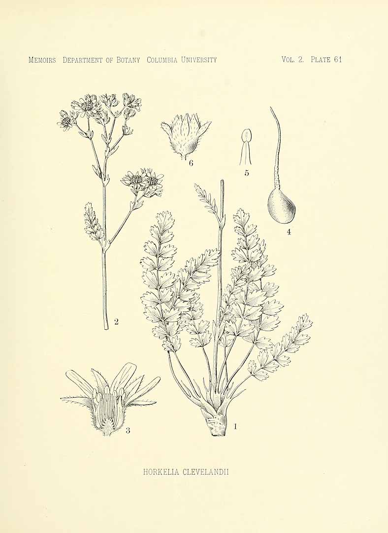 no HD illustration available (3)