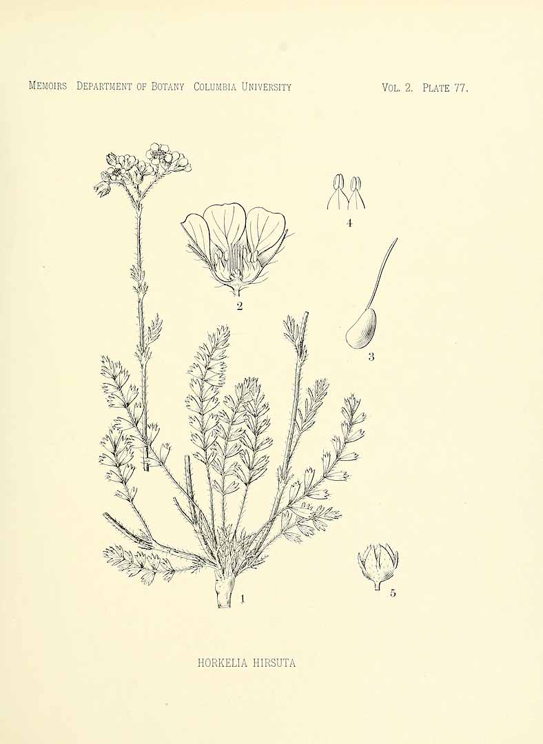 no HD illustration available (3)