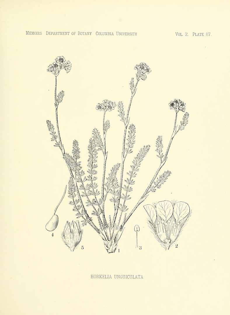 no HD illustration available (3)