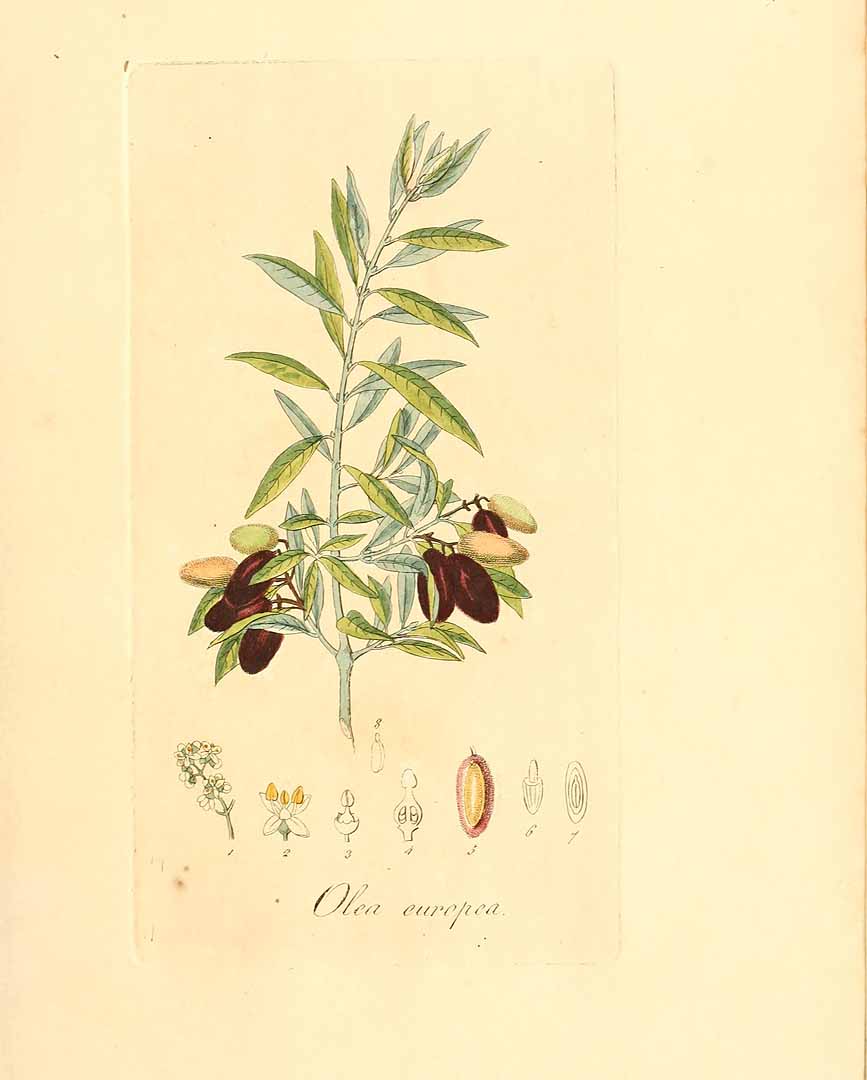 no HD illustration available (3)