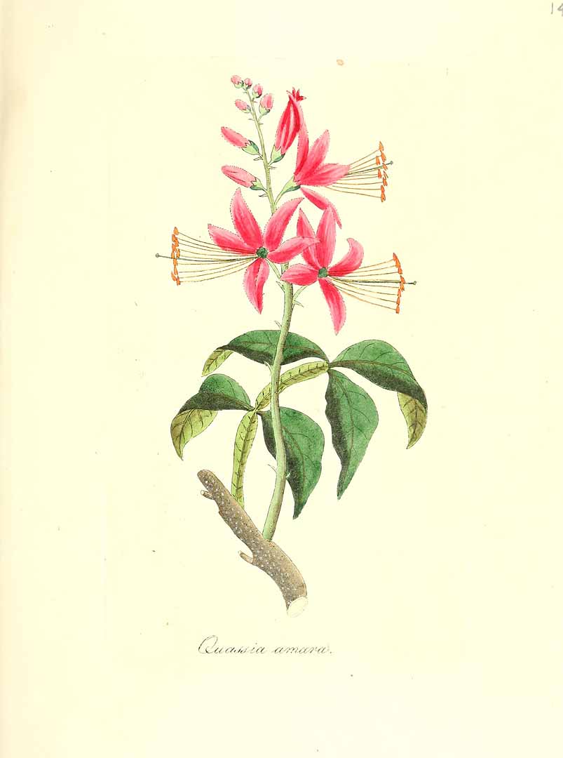 no HD illustration available (3)