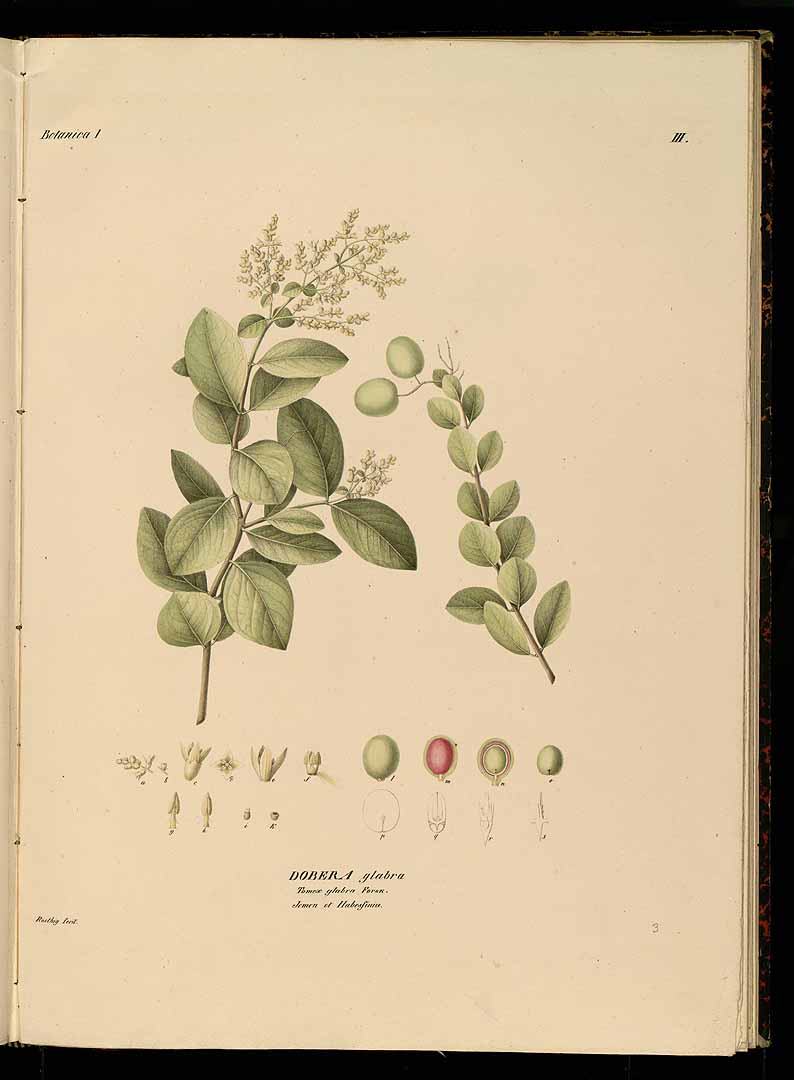 no HD illustration available (3)