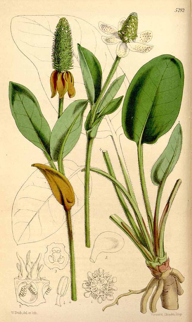 no HD illustration available (3)