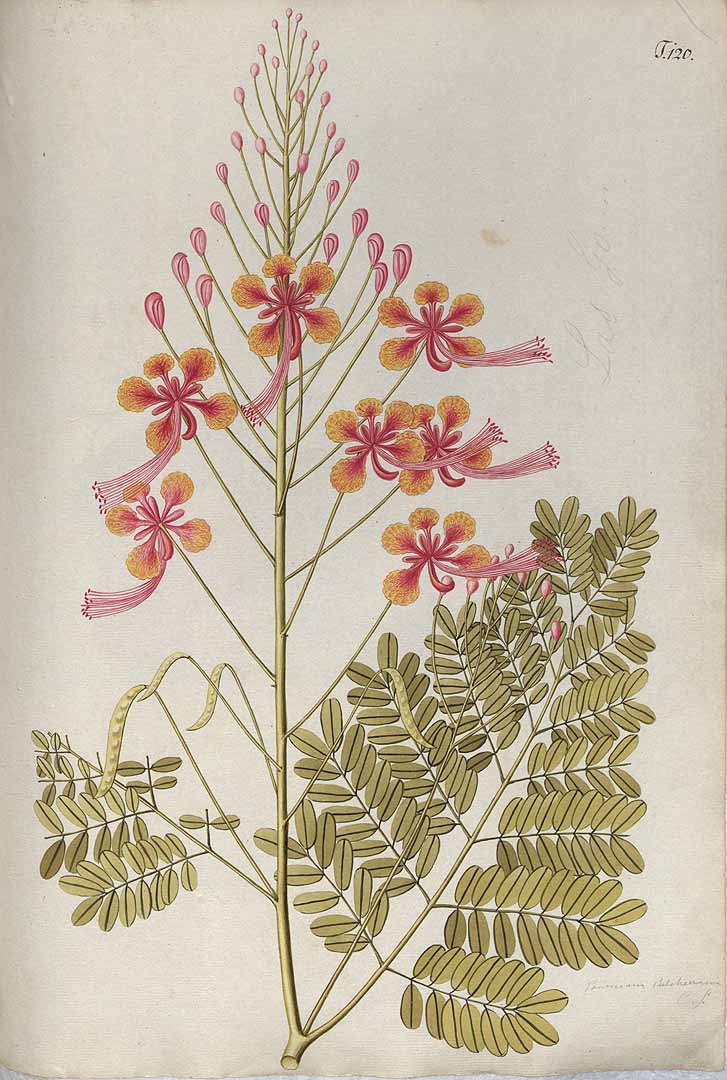 no HD illustration available (3)