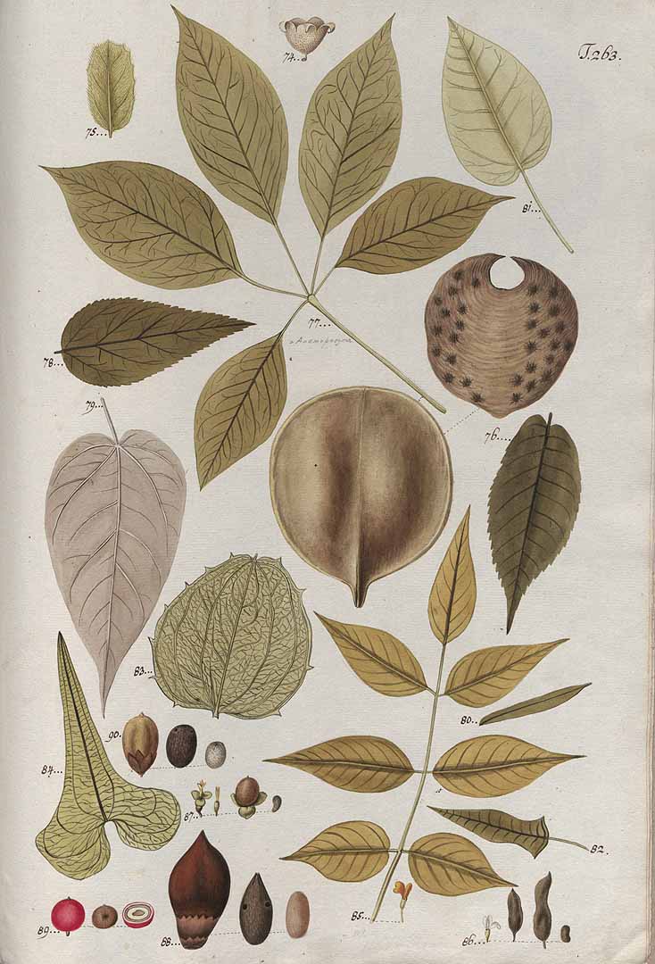 no HD illustration available (3)